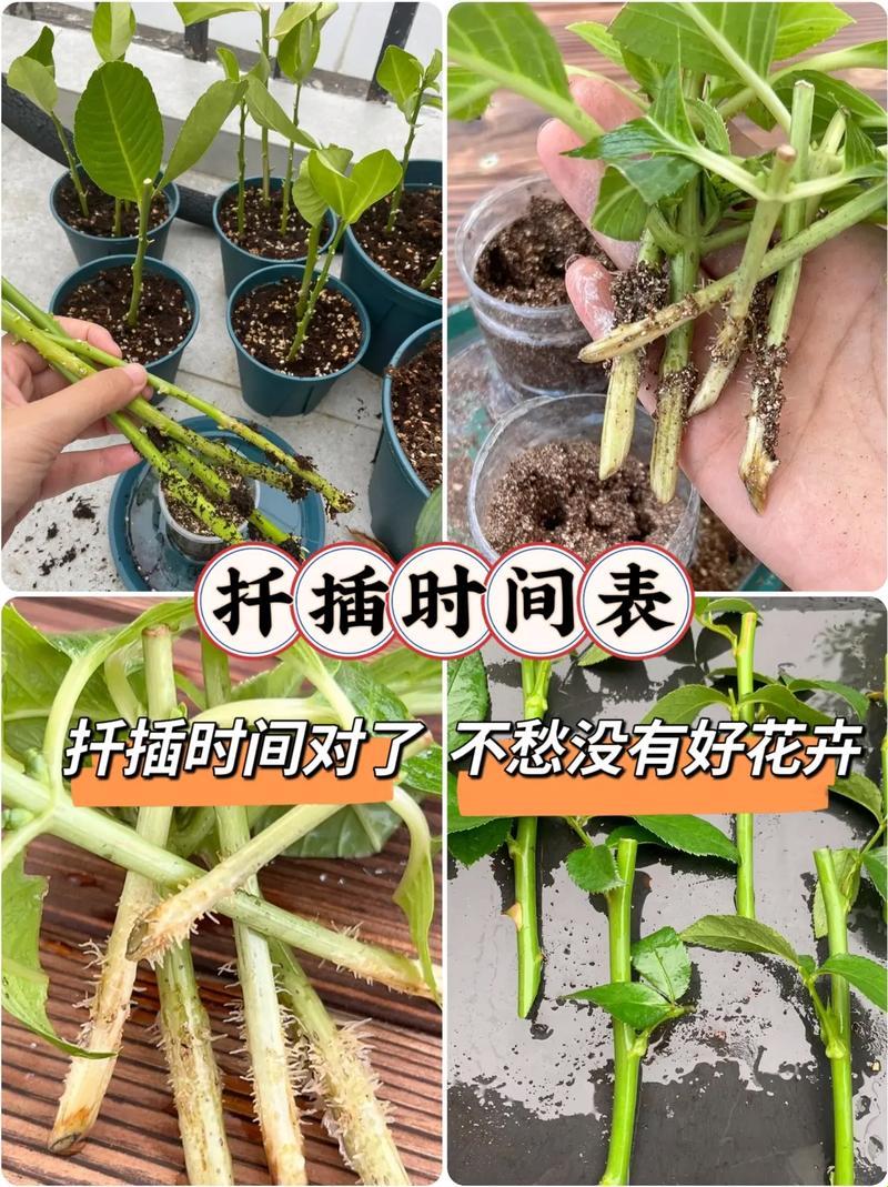 绿手指的魔咒：20种神植物插播秘籍，潮流界的新迷幻剂！