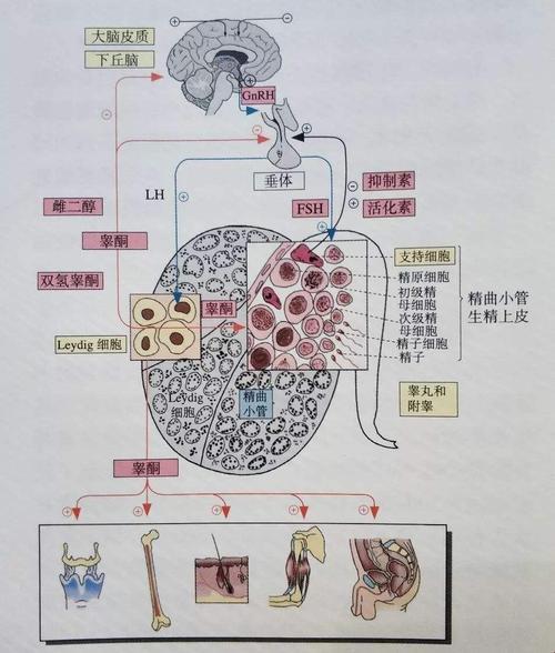 OMEGA顶开宫腔标记成结，时尚界的“诡异新宠”？